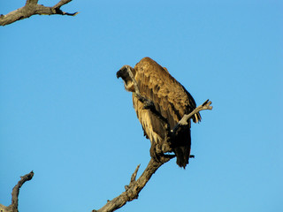 vulture on a branch