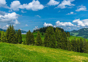 Blick über Wiesen mit Blumen und Wälder auf eine Alpe Höllritze Allgäu
