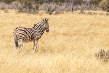 Zebra ( Equus Burchelli) looking towards the camera, Etosha National Park, Namibia.