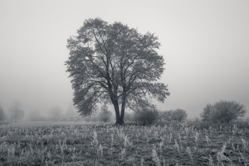 Landscape with lonely tree, black and white