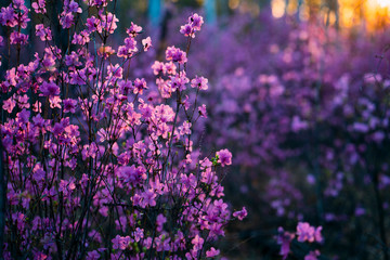Pink wildflowers at evening twilight