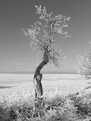 tree in hoar frost