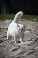 serious white cat