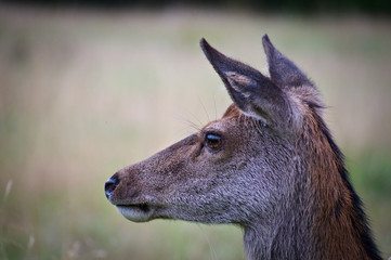 Red Deer close-up, Scottish Highlands