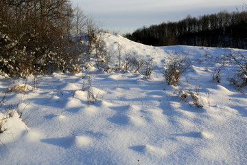 winter meadow in forest