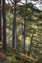 beautiful pine forest, sunny day