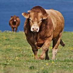 Cows in field, Orkney, Scotland