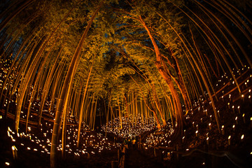 竹林の小径ライトアップ（小机城址市民の森）