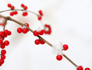 Honeysuckle fruit, after snow