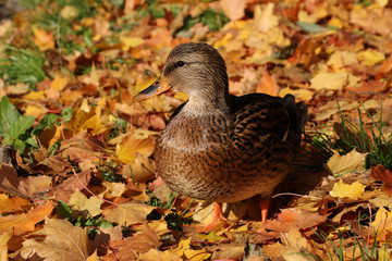 Wild duck mallard female on the street near the water on a background of orange autumn foliage in sunny weather