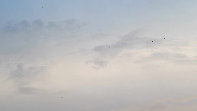 Flying birds on the sky in 4k slow motion 60fps