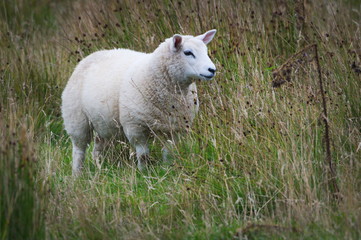 Sheep in field, Orkney, Scotland