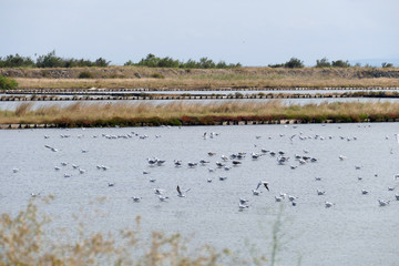 Gulls hide from the wind in a shallow pool by the sea.