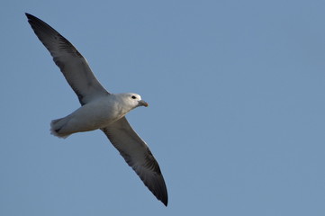 Fulmar in flight, Orkney, Scotland