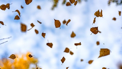 Falling autumn leaves. Autimn in Siberia.