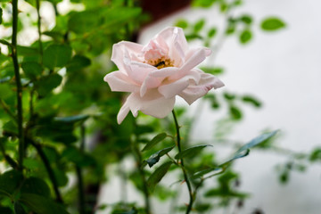 Blooming rose in spring