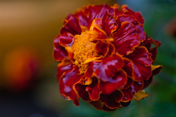 closeup of red flower