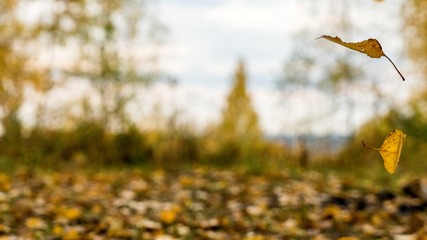 Falling autumn leaves. Autimn in Siberia.