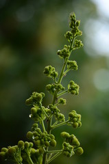 branch of a tree in spring