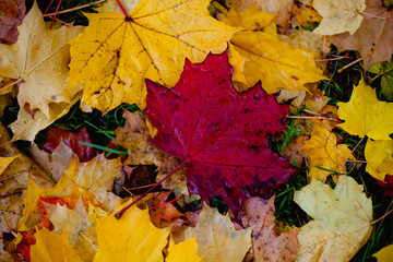 autumn maple leaves