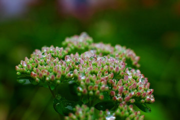  sheet with water drops