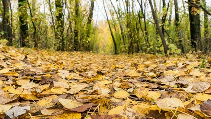 Beautiful forest. Autimn in Siberia.