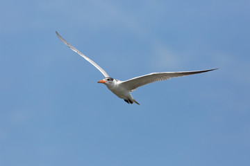 seagull in flight