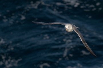 Fulmar in flight, Orkney, Scotland