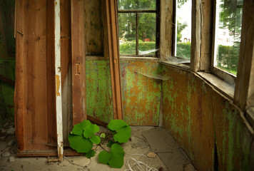 Ancient, abandoned wooden house interior. Spiderwebs and peeling green paint.