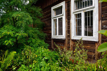 Ancient, abandoned wooden house weathered facade wrapped by plants..