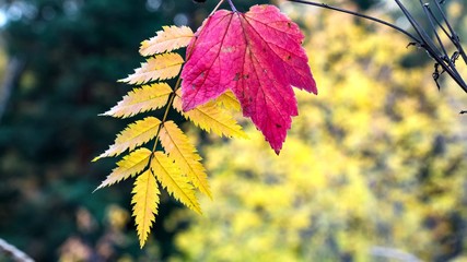 Beautiful forest. Autimn in Siberia.