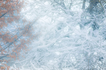 Winter blurred background for design. Trees during blizzard_