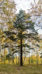 Fototapeta premium Beautiful forest. Autimn in Siberia. Tomsk.