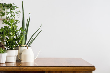 Clean table full of home potted green plants. White wall mock up