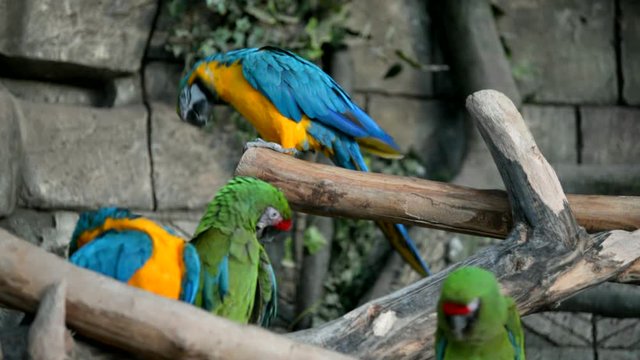 blue-and-yellow macaw sitting on a branch