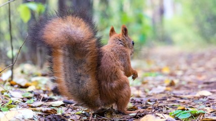 Fototapeta premium Beautiful Squirrel close up with fluffy tail in forest, Tomsk
