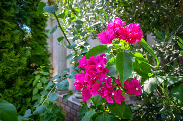 Цветы, Flowers,