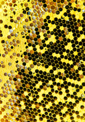 close up bee honeycomb background. honey cells