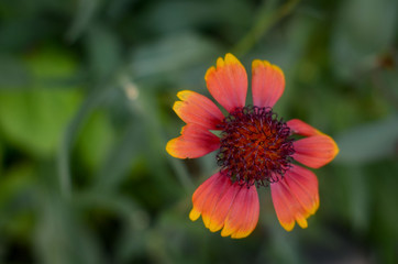 Цветок, Flower