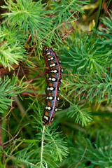 Wolfsmilchschwärmer