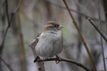 puffed Sparrow