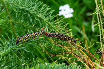 Wolfsmilchschwärmer