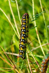 Wolfsmilchschwärmer