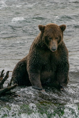 Fototapeta premium Dark Brown Grizzly Bear at the Top of Waterfall