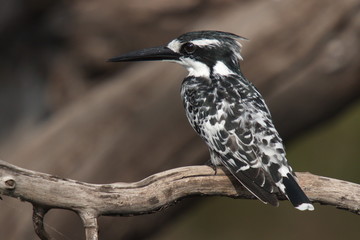 Pied Kingfisher in Chobe National park in Botswana in Africa