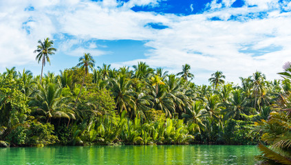 View of jungle green river Loboc at Bohol island of Philippines. Copy space for text.