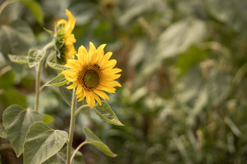 bee on a sunflower