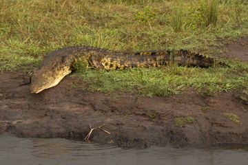 Crocodile in Chobe National park in Botswana in Africa