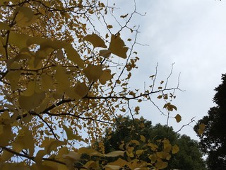ginkgo