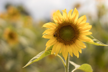 sunflower with a bee